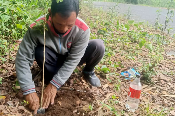 Menanam Trembesi di Bumiayu Blitar